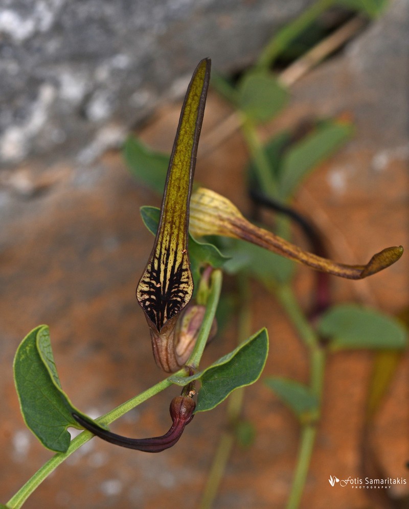 Aristolochia parvifolia photo 2