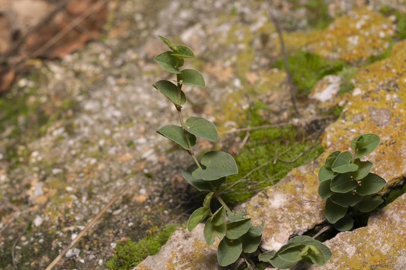 Aristolochia parvifolia photo 3