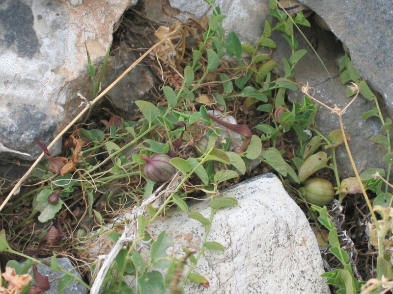 Aristolochia parvifolia photo 4