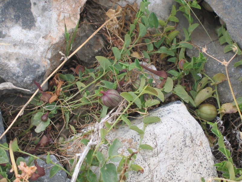 Aristolochia parvifolia photo 5
