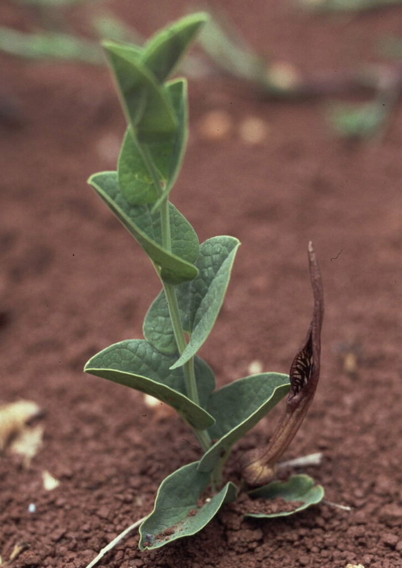 Aristolochia parvifolia photo 6
