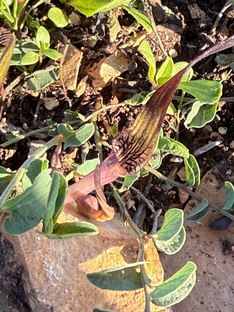 Aristolochia parvifolia photo 7
