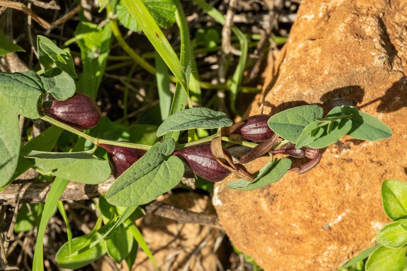 Aristolochia parvifolia photo 8