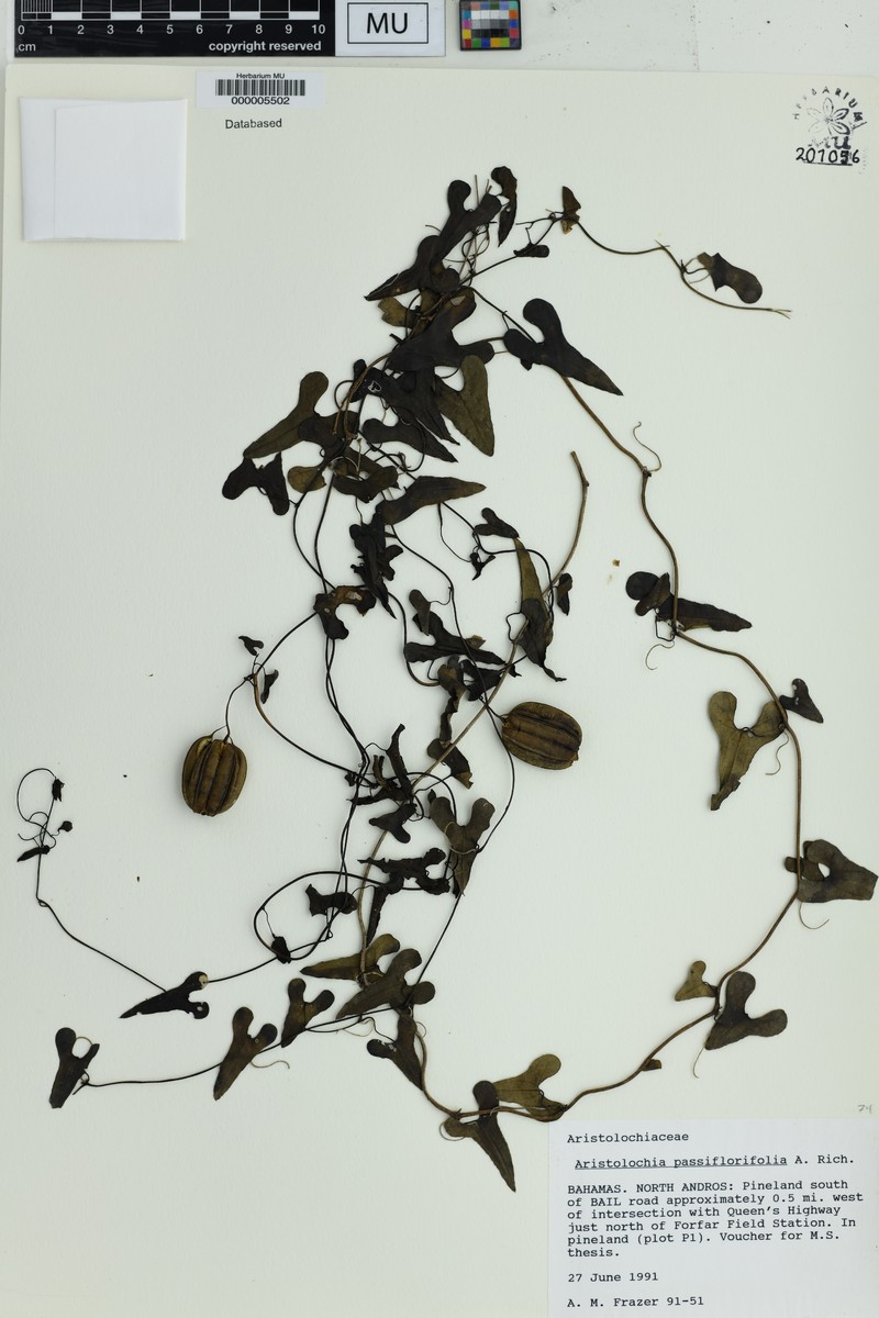 Aristolochia passiflorifolia photo 2