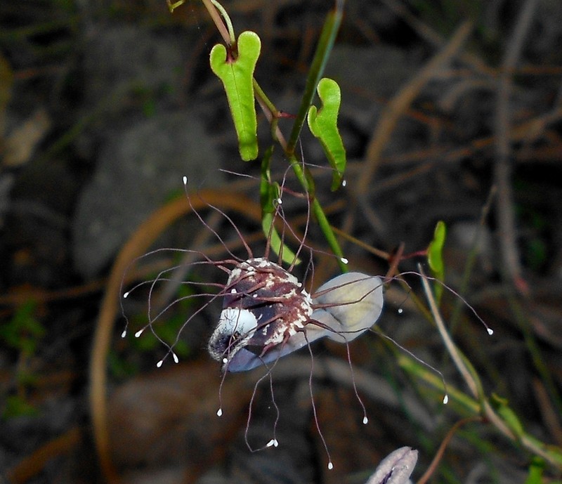 Aristolochia passiflorifolia