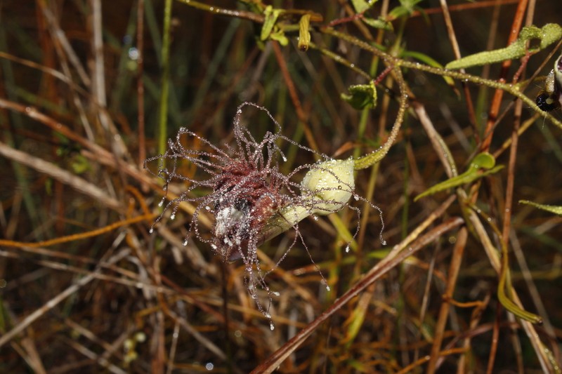 Aristolochia passiflorifolia photo 3
