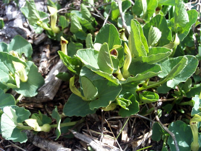 Aristolochia paucinervis