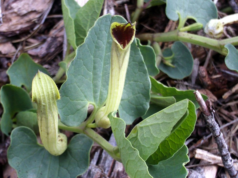 Aristolochia paucinervis photo 2