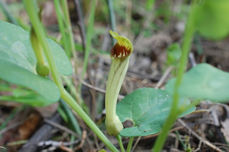Aristolochia paucinervis photo 3