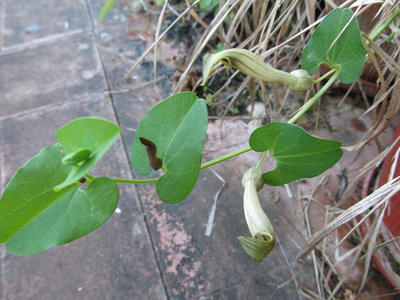 Aristolochia paucinervis photo 4