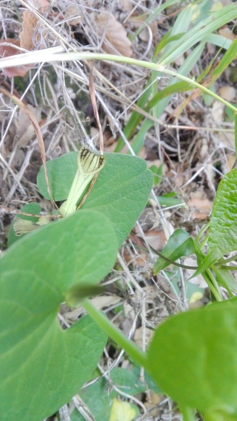 Aristolochia paucinervis photo 5
