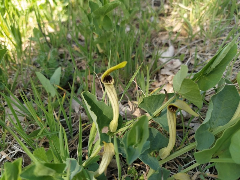 Aristolochia paucinervis photo 6