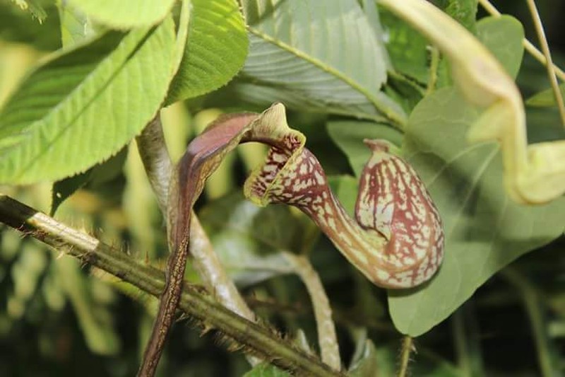 Aristolochia paulistana