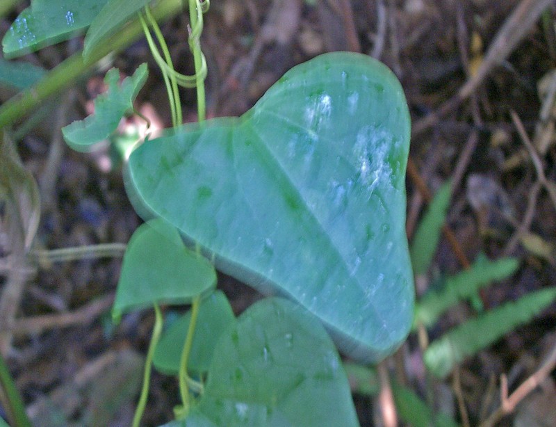Aristolochia paulistana photo 2