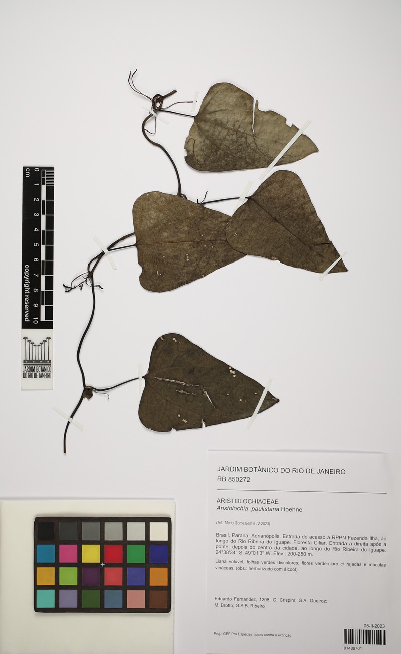 Aristolochia paulistana photo 3