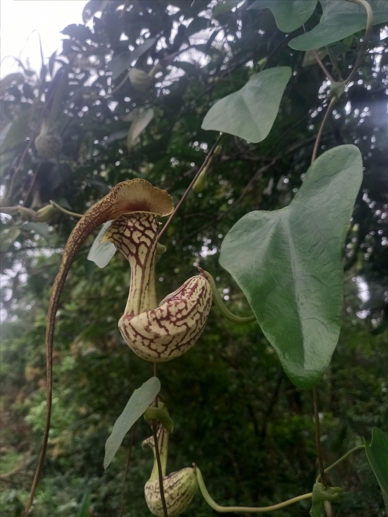 Aristolochia paulistana photo 4