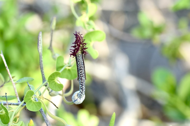 Peltate Dutchman's Pipe photo 2
