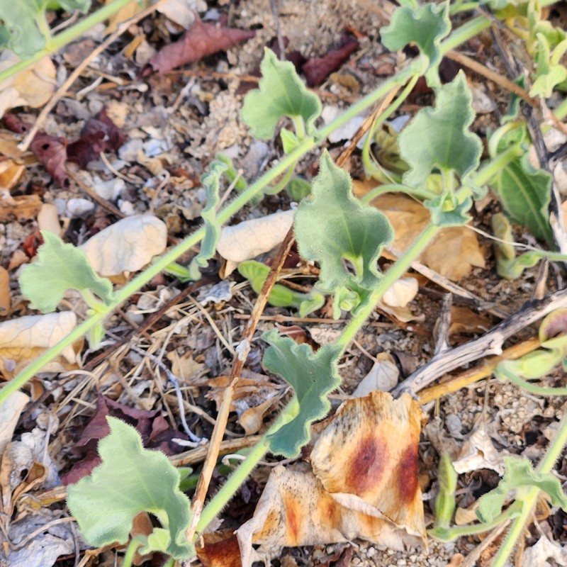 Aristolochia peninsularis photo 2