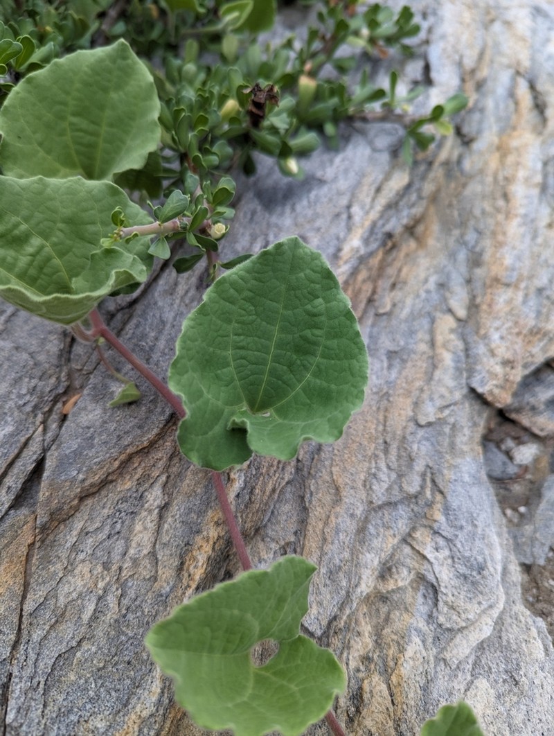 Aristolochia peninsularis photo 3