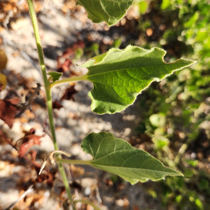 Aristolochia peninsularis photo 4