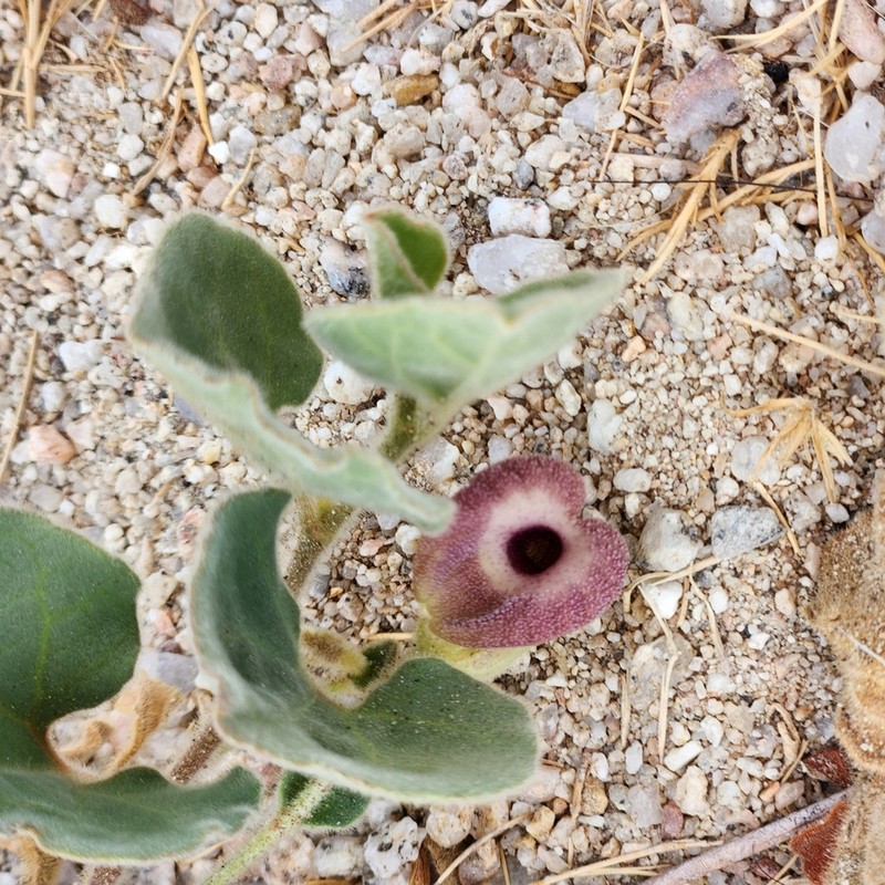 Aristolochia peninsularis photo 5