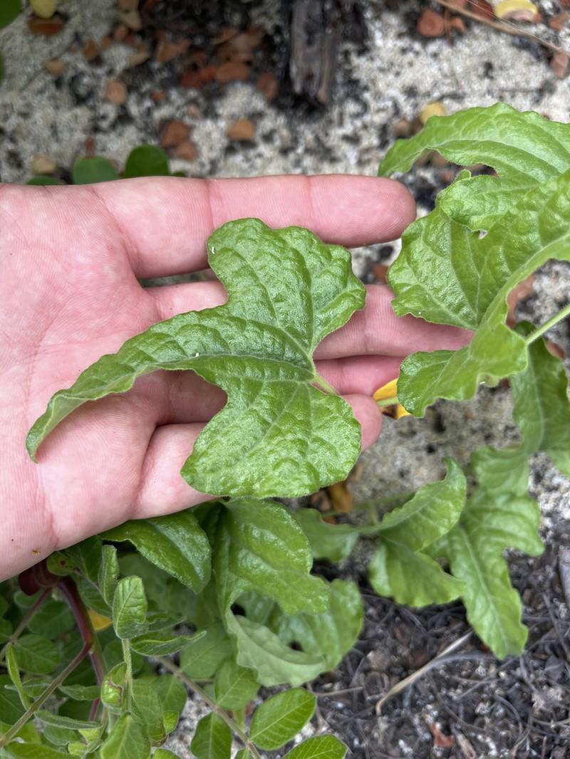 Aristolochia peninsularis photo 6