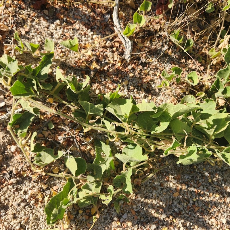 Aristolochia peninsularis photo 7
