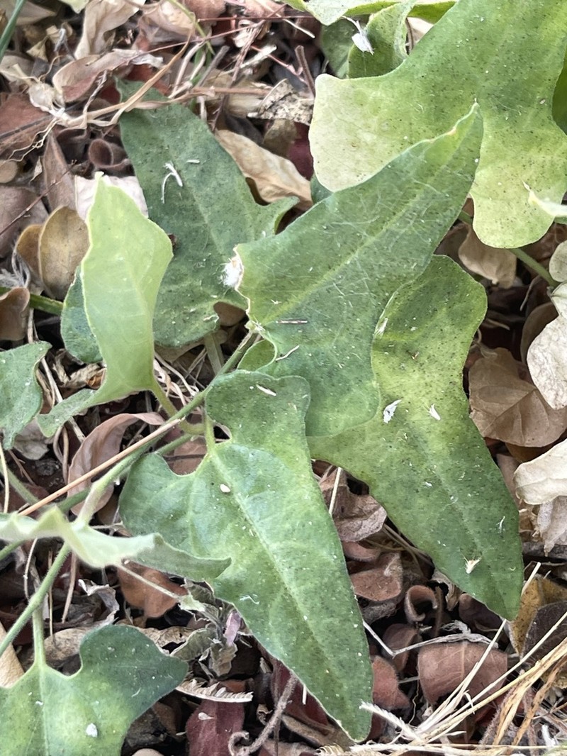 Aristolochia peninsularis photo 8