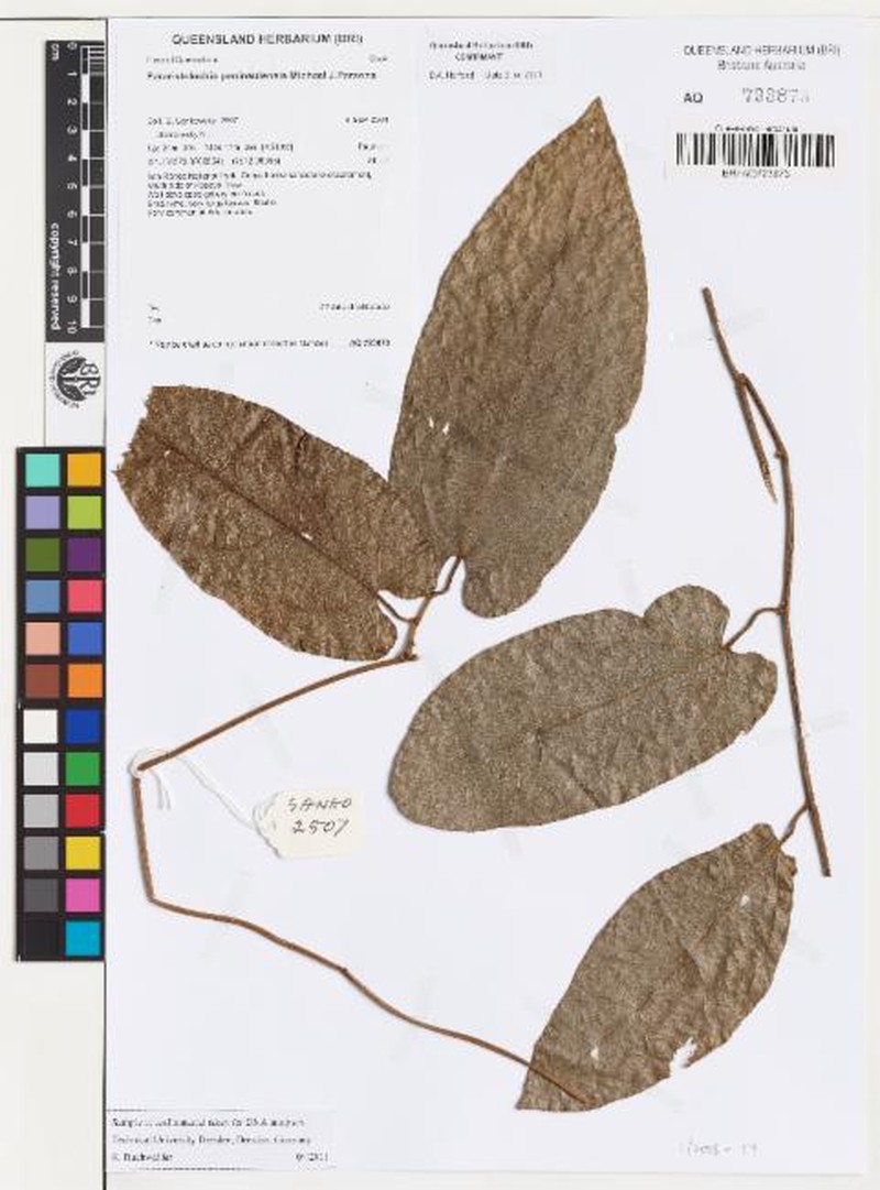 Aristolochia peninsulensis