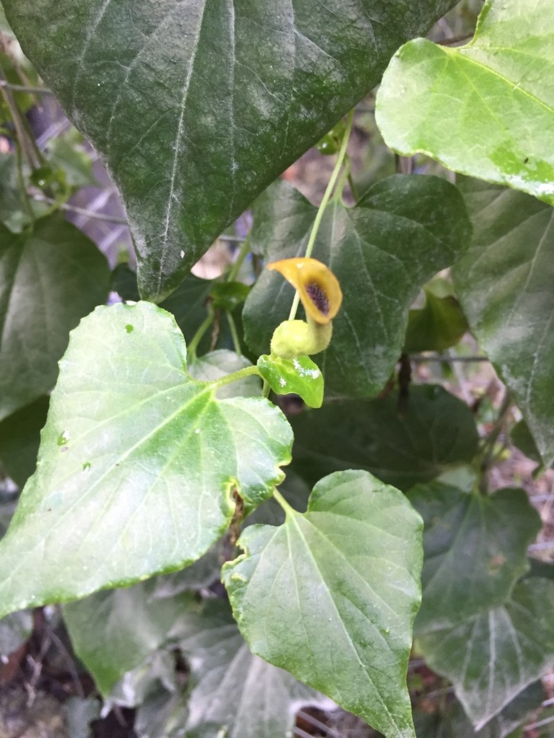 Marsh's Dutchman's Pipe