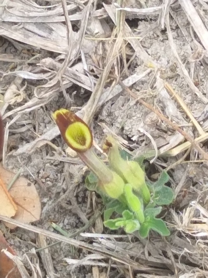 Marsh's Dutchman's Pipe photo 2