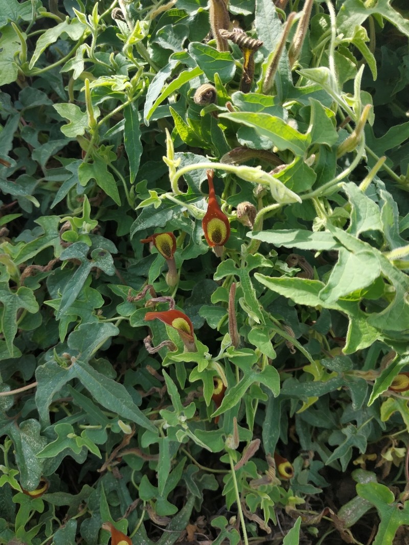 Marsh's Dutchman's Pipe photo 3