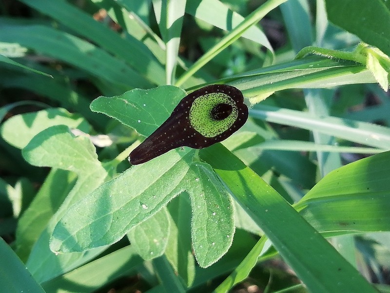 Marsh's Dutchman's Pipe photo 4