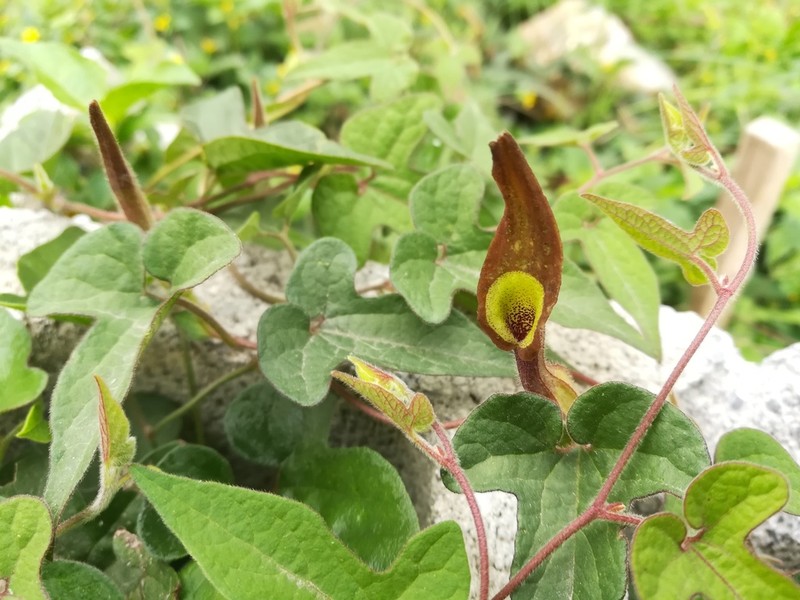 Marsh's Dutchman's Pipe photo 5