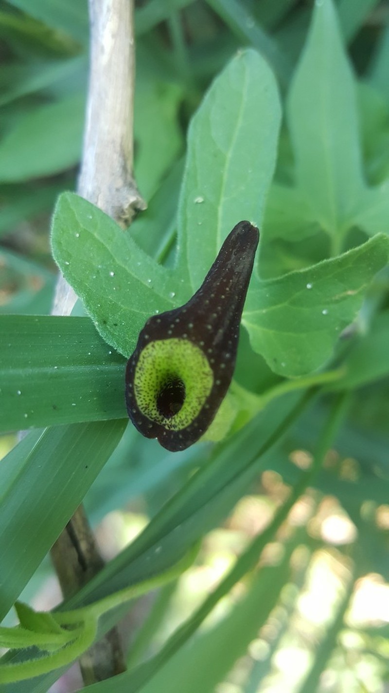 Marsh's Dutchman's Pipe photo 6
