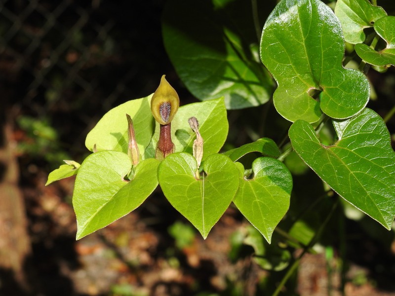Marsh's Dutchman's Pipe photo 7