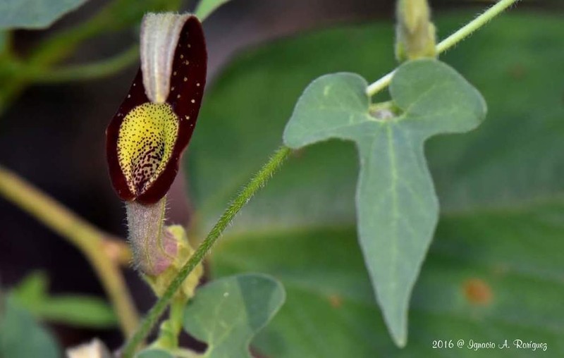 Marsh's Dutchman's Pipe photo 8