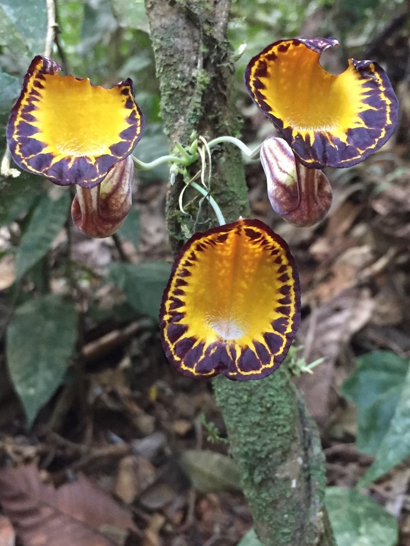 Aristolochia peruviana