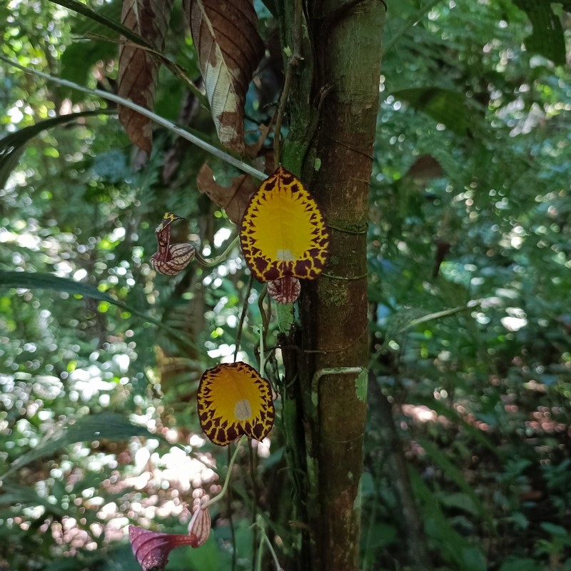 Aristolochia peruviana photo 2