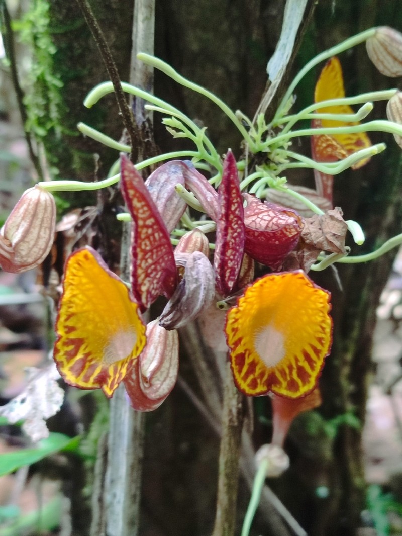 Aristolochia peruviana photo 3