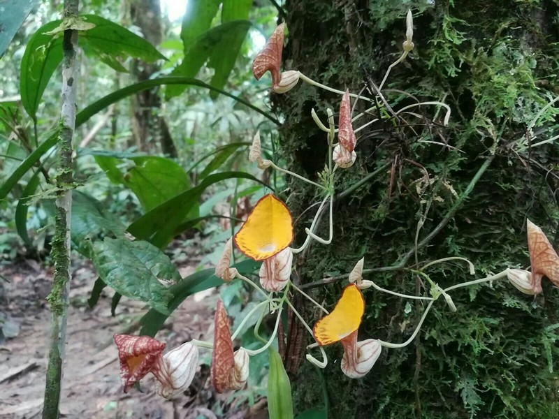 Aristolochia peruviana photo 4