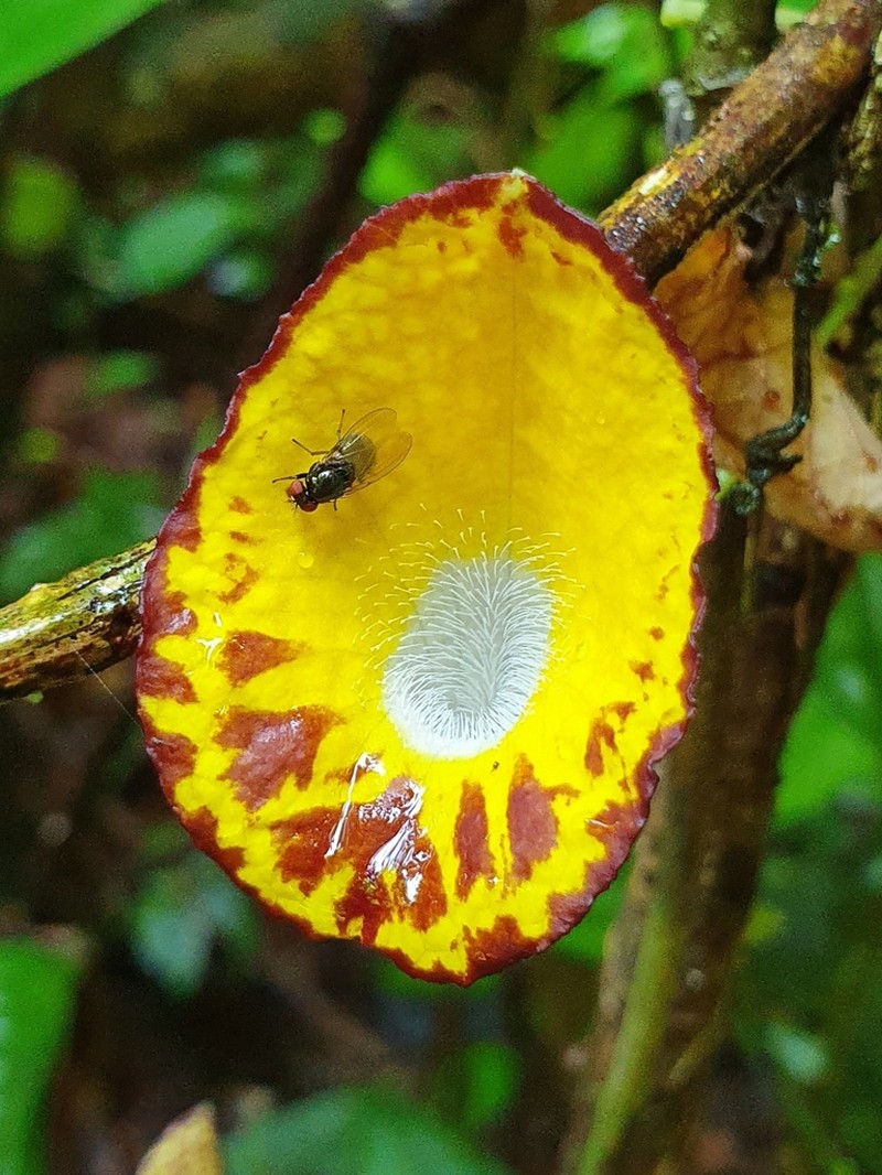 Aristolochia peruviana photo 5