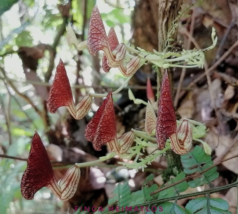 Aristolochia peruviana photo 6