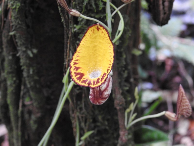 Aristolochia peruviana photo 7