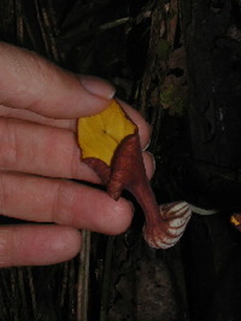 Aristolochia peruviana photo 8