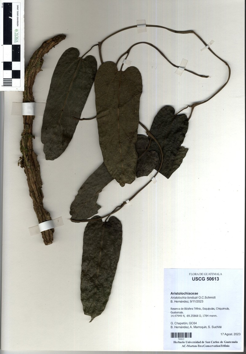 Aristolochia pfeiferi
