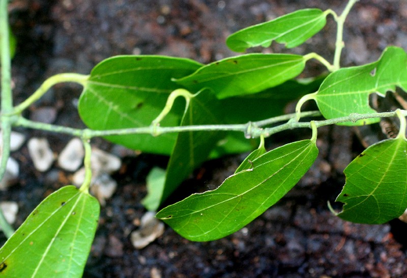 Aristolochia pfeiferi photo 3