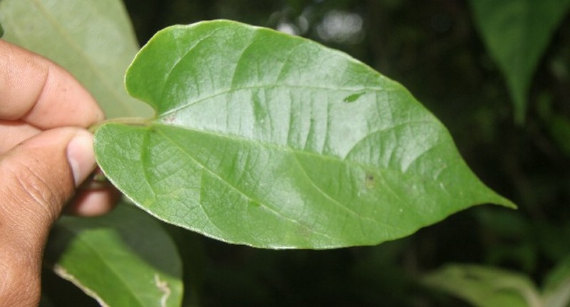 Aristolochia pfeiferi photo 4