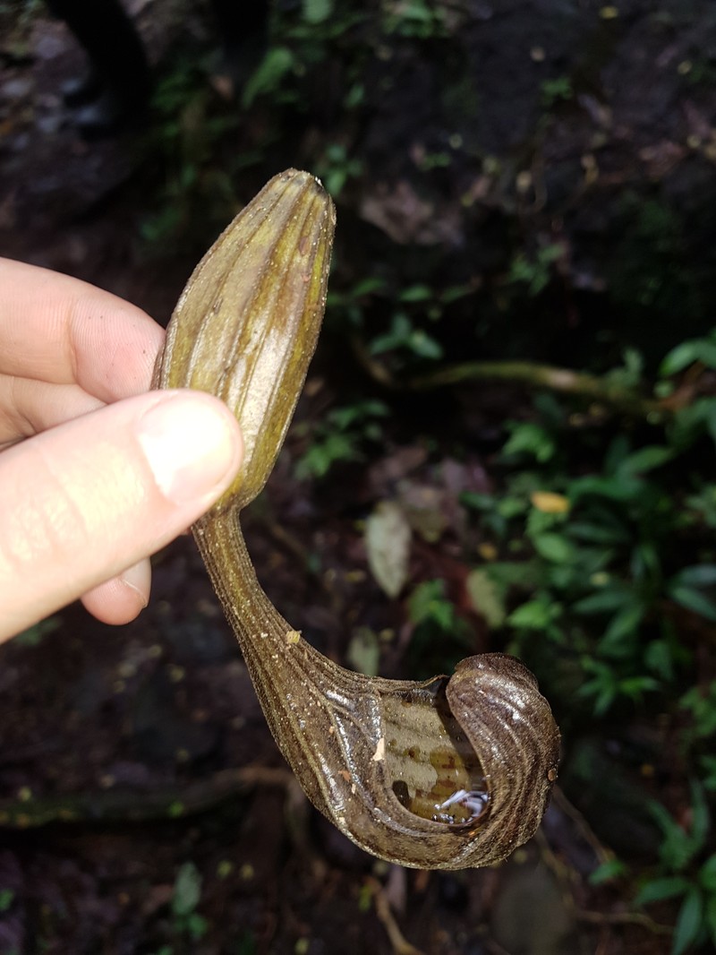 Aristolochia pfeiferi photo 5