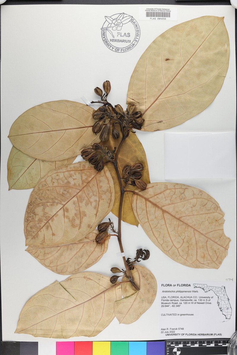 Aristolochia philippinensis